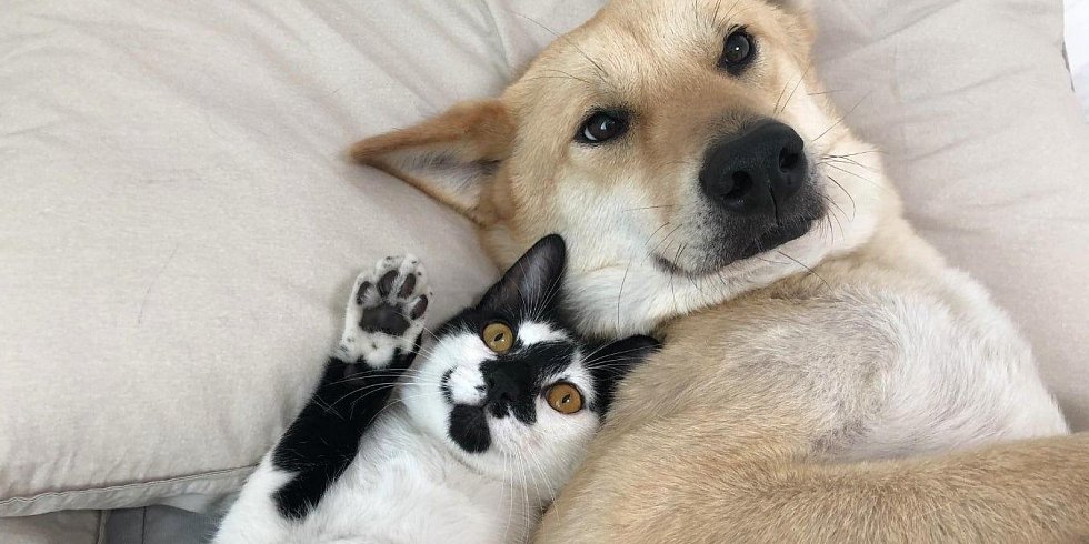 Accommodation with pets